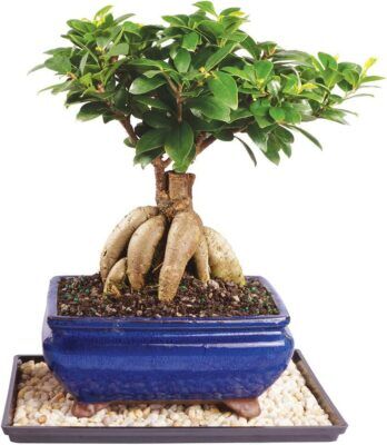 Bonsai Tree Chinese Elm