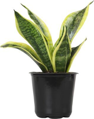 Plants for Pets Snake Plant