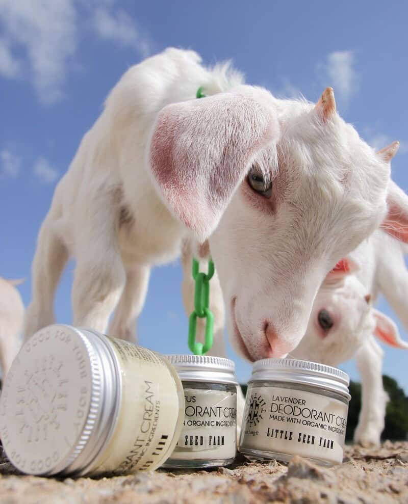 pequena fazenda de sementes desodorante de lavanda e cabras