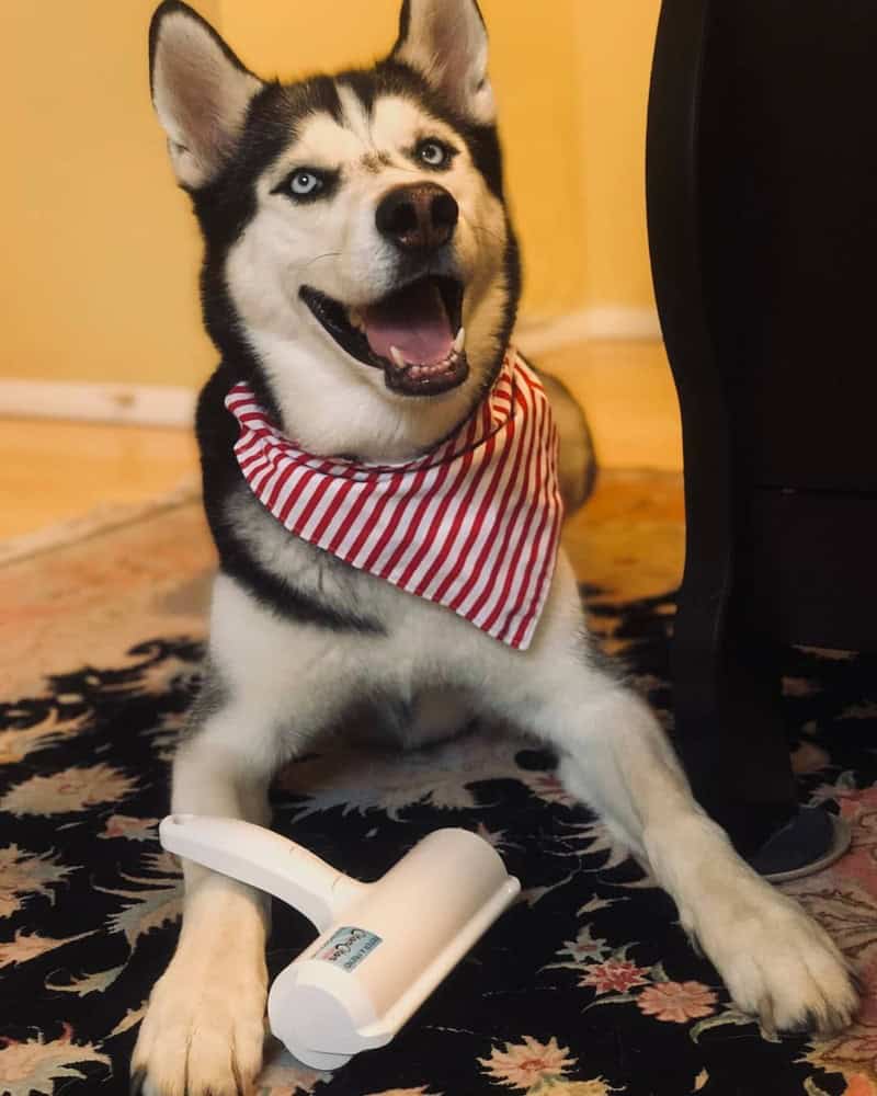 a Chom Chom Lint roller and a husky