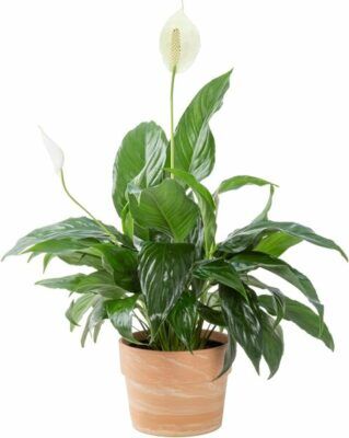 Costa Farms Peace Lily Plant